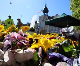 Przygarnij bratka