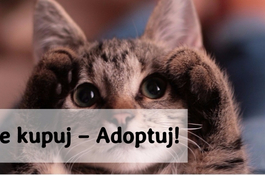 Nie kupuj – Adoptuj! 