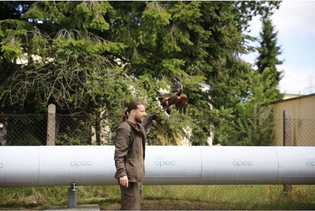 Piknik OPEC