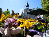 Przygarnij bratka