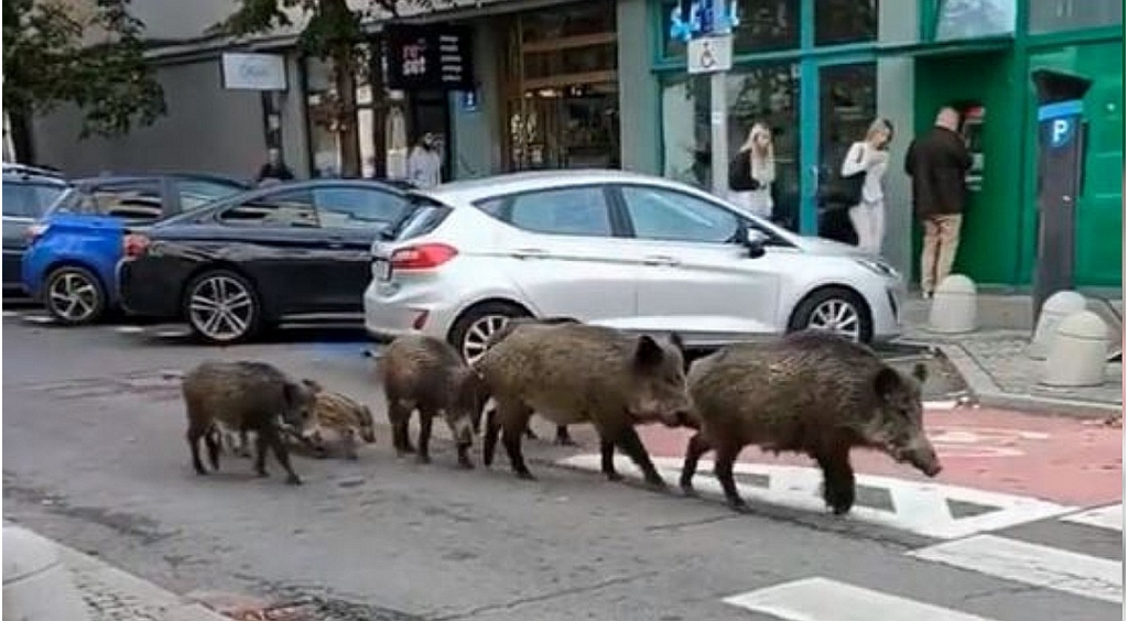 Uwaga, pojawił się wirus afrykańskiego pomoru świń (ASF)!