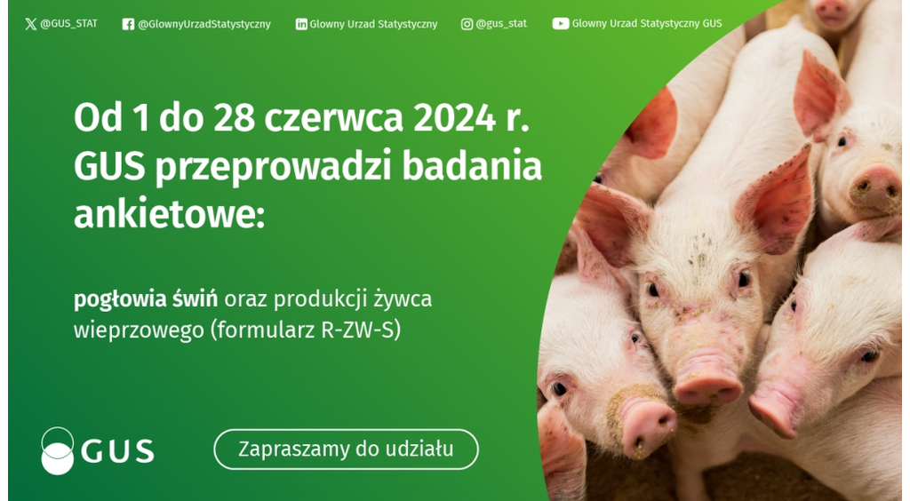 Badanie pogłowia świń oraz produkcji żywca wieprzowego