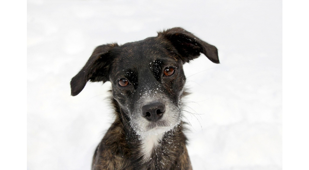 Opieka nad bezdomnymi zwierzętami w 2026 roku