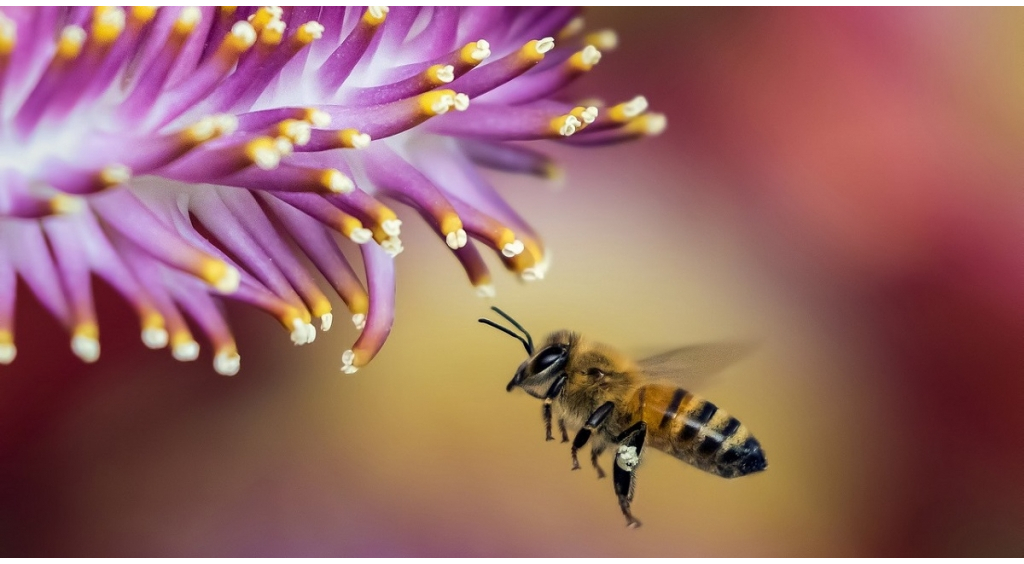 20 maja - Światowy Dzień Pszczół