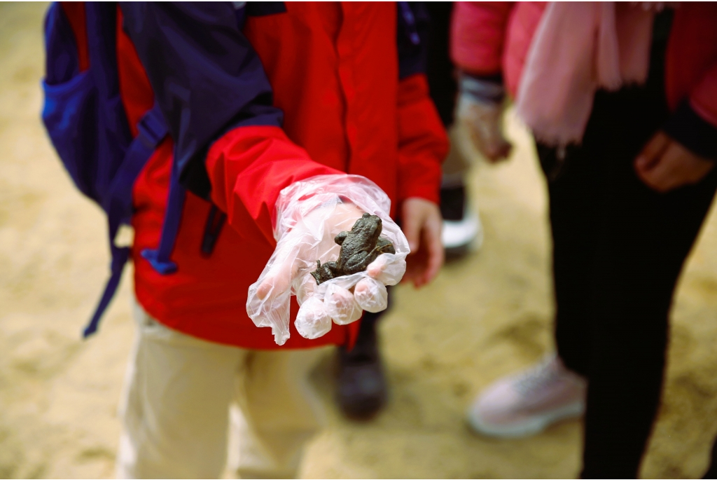 Akcja Ratujmy Żaby SP 5