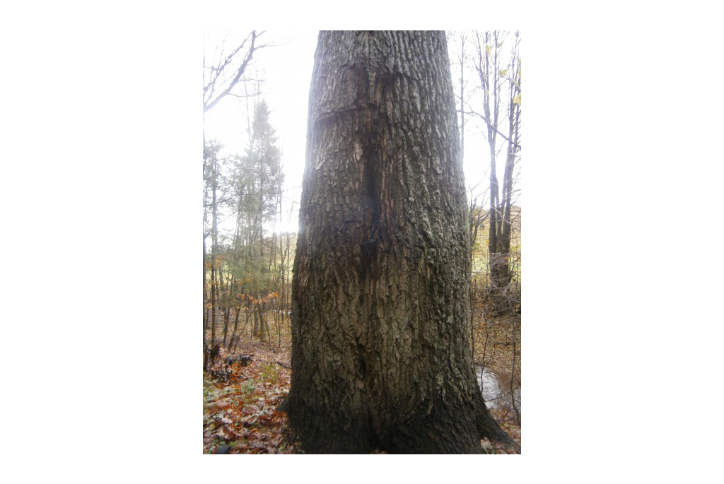 Lesoki - wycieczka - 9.11.2012