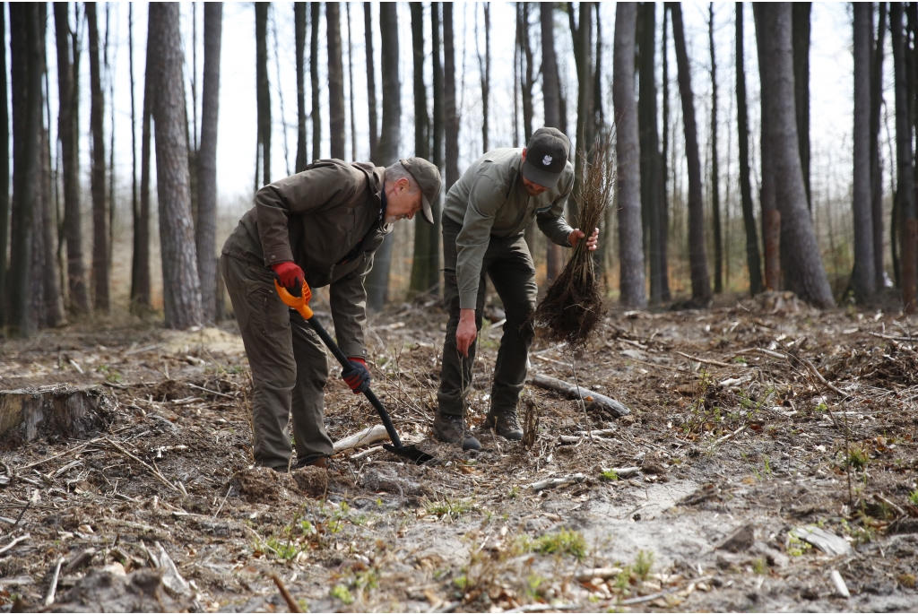 Sadzenie lasów z Nadleśnictwem Wejherowo