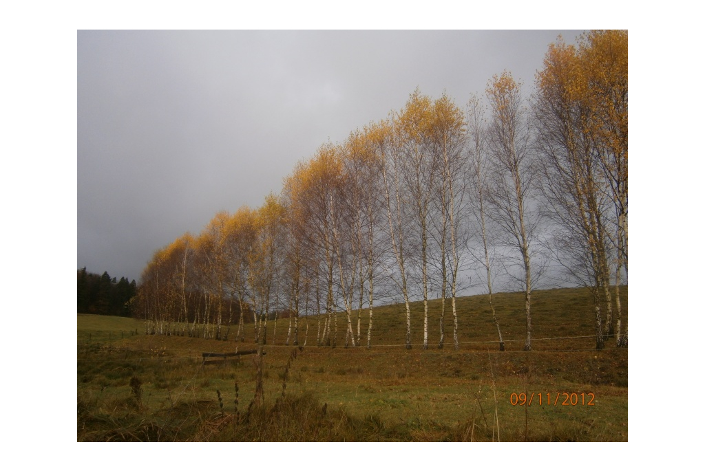 Lesoki - wycieczka - 9.11.2012