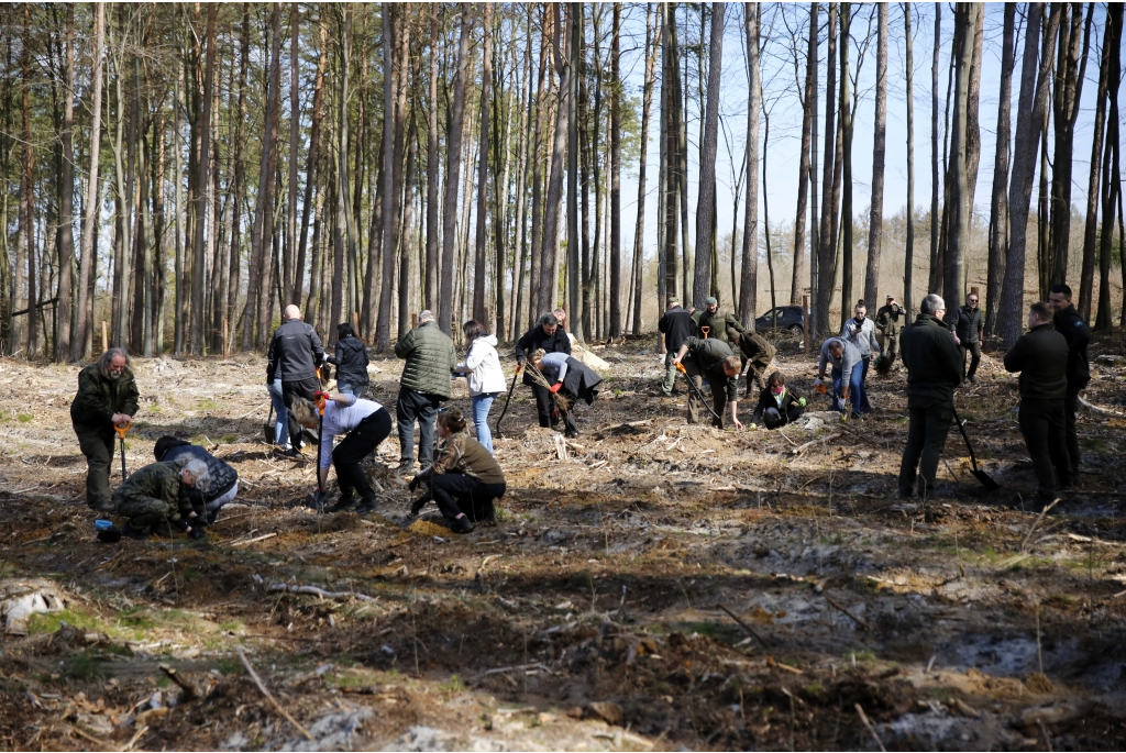 Sadzenie lasów z Nadleśnictwem Wejherowo