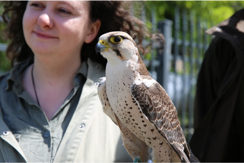 Piknik OPEC