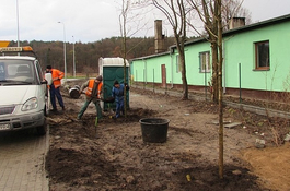 Przybywa nowych drzew w mieście