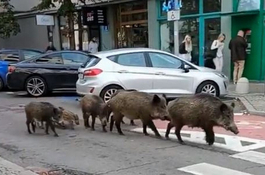 Uwaga, pojawił się wirus afrykańskiego pomoru świń (ASF)!