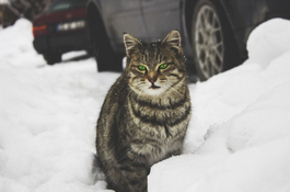 Jak pomagać kotom przetrwać zimę