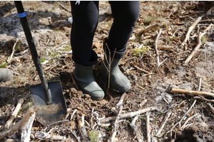 Sadzenie lasów z Nadleśnictwem Wejherowo