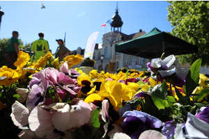 Przygarnij bratka