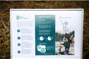 Sadzenie lasów z Nadleśnictwem Wejherowo