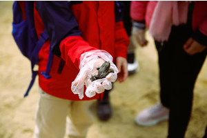 Akcja Ratujmy Żaby SP 5