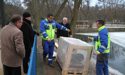 Nowa rodzina łabędzi w Parku Miejskim - 07.01.2016